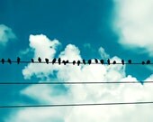 30% OFF SALE on In Stock Prints - Birds - Fine Art Photography - Sky, Clouds, Blue, White, Nature, Home Decor, Summer Decor, Wall Art - 8x10