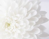 30% OFF SALE on In Stock Prints - Mums - Fine Art Photography - Flower, Close up, Bloom, Blossom, Wall Art, White, Petals - 8x10 - SweetMomentsCaptured