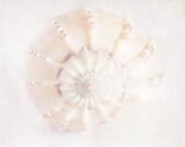 30% OFF SALE on In Stock Prints - Shell - Fine Art Photography - Beach, Seashell, Swirl, Home Decor, Beach House, Wall Art - 8x10
