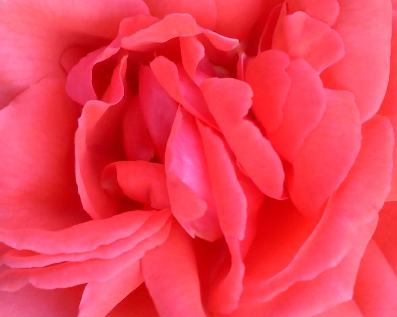 Pretty n Pink Rose - Fine Art Photography Flower, Hot Pink, Close up, Girls Room, Wall Art, Home Decor, Gift For Her  - 8x10