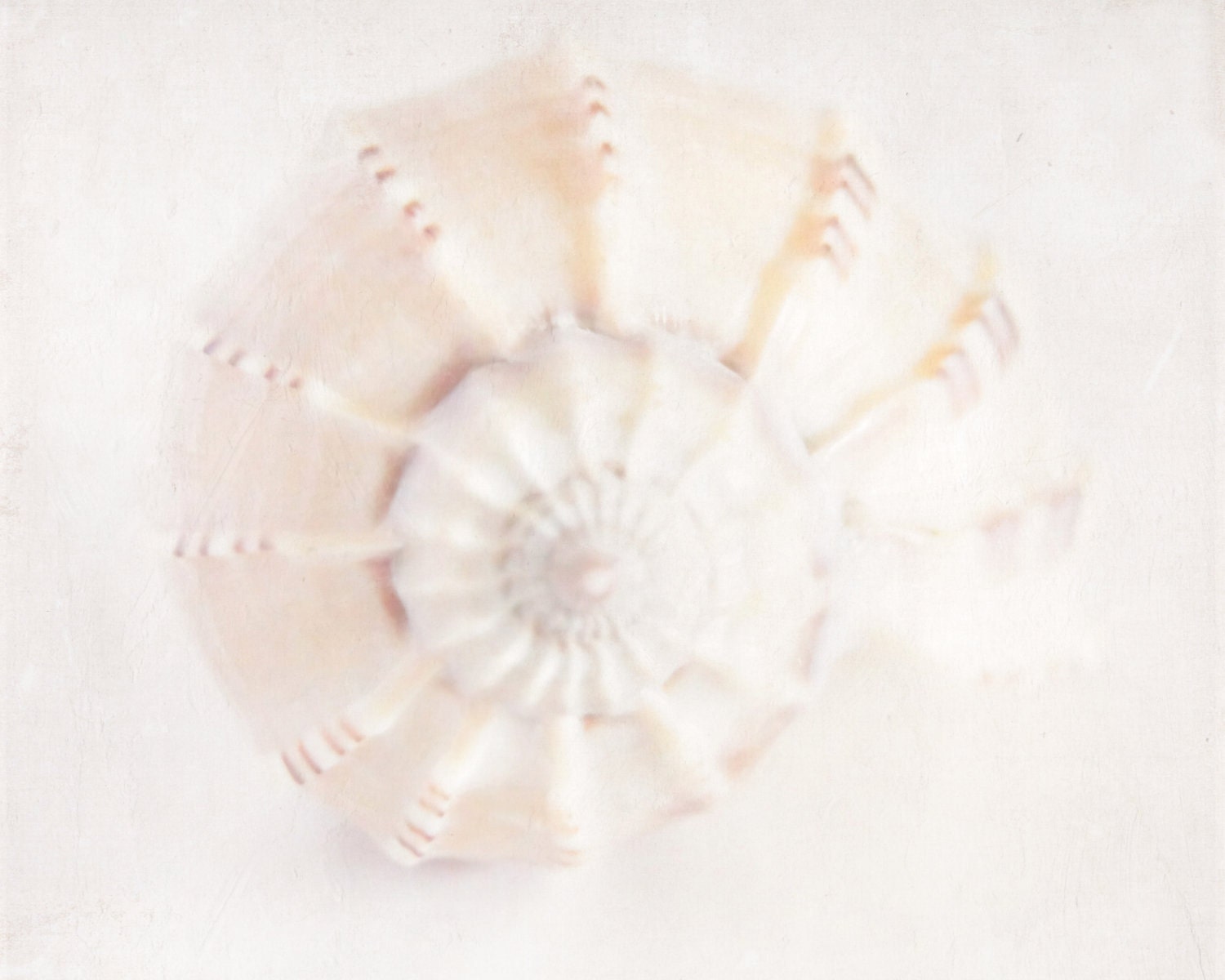 Shell - Fine Art Photography - Beach, Seashell, Swirl, Home Decor, Beach House, Wall Art - 8x10