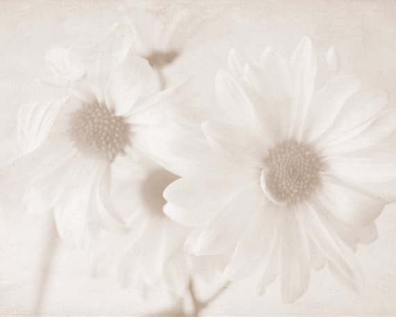 Daisies II - Fine Art Photography - Flowers, Spring, Sepia, Home Decor, Wall Art, Summer - 8x10