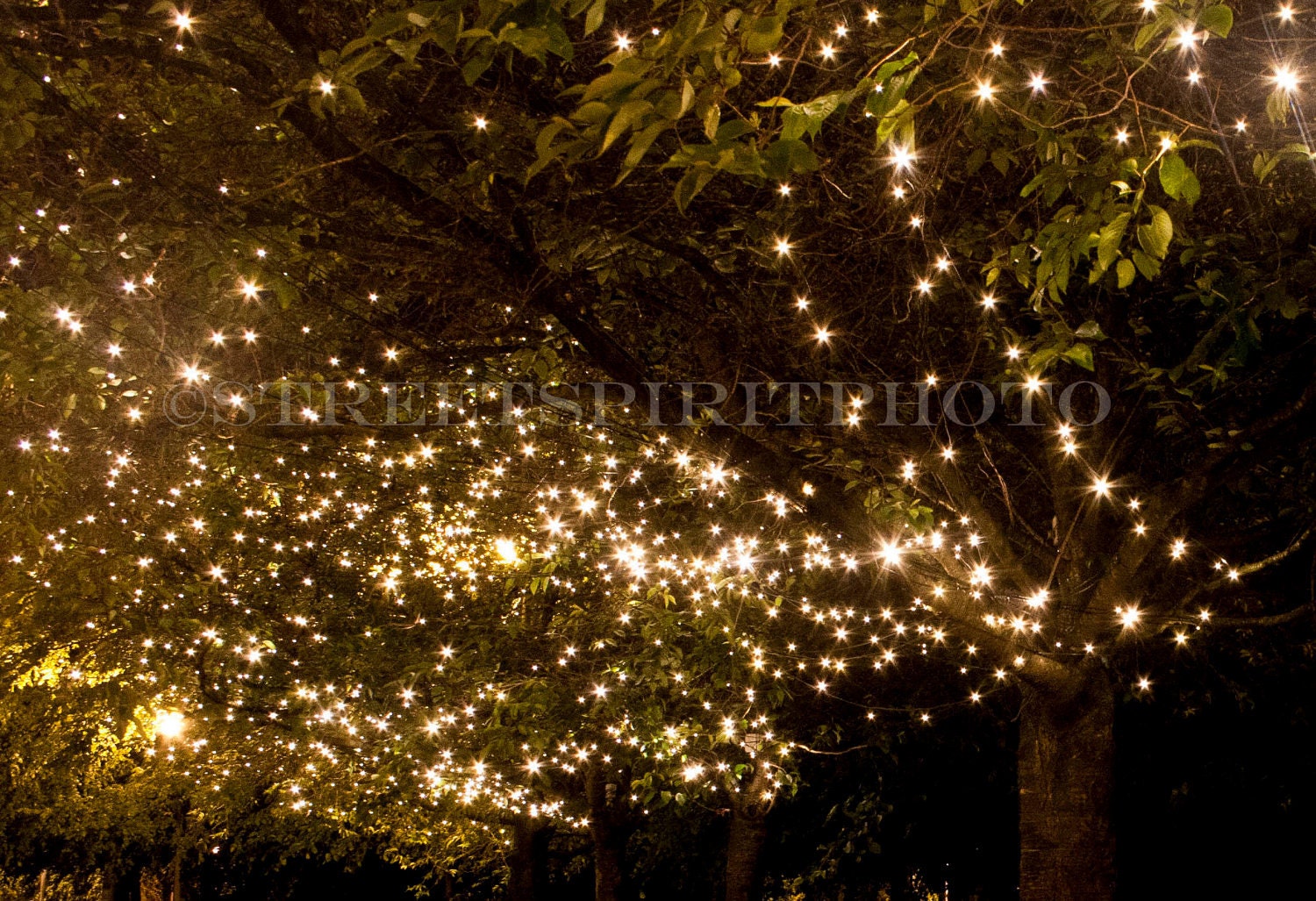 Tree Fairies