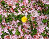 Dandelion And Cherry