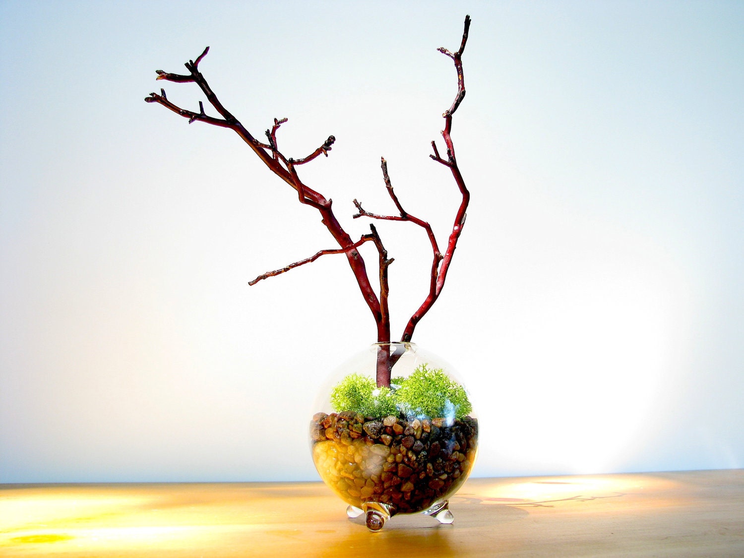 Moss Terrarium - Single Globe Manzanita Tree  Moss terrarium