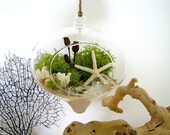 Hanging Modern Beach Terrarium: choice of white or black sand