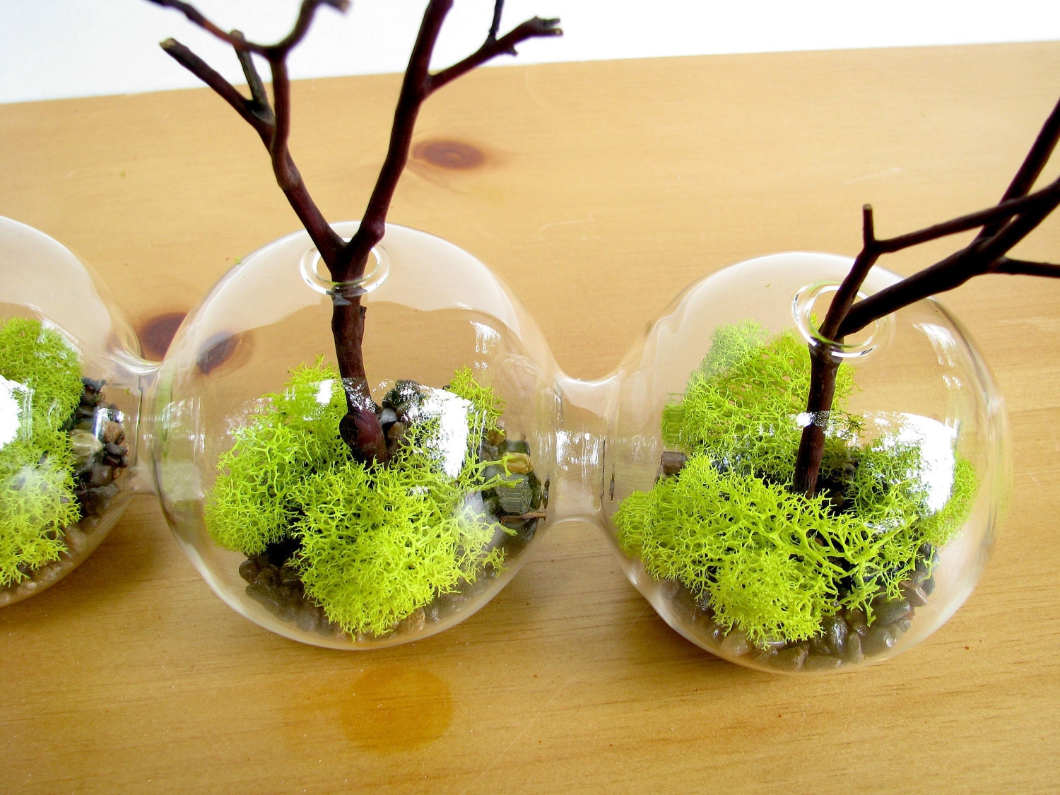 4-Globe Manzanita Forest Moss Terrarium