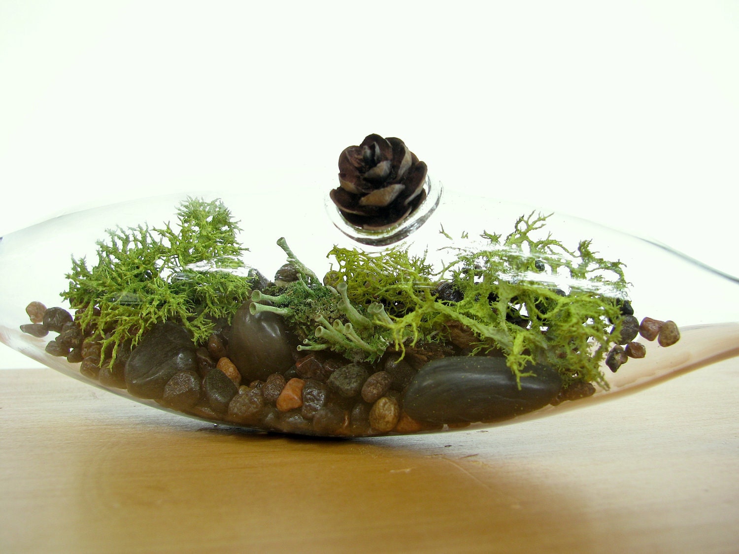Modern Vessel Lichen Moss Terrarium