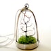 Free US Shipping: Modern Tree and Moss Terrarium Necklace