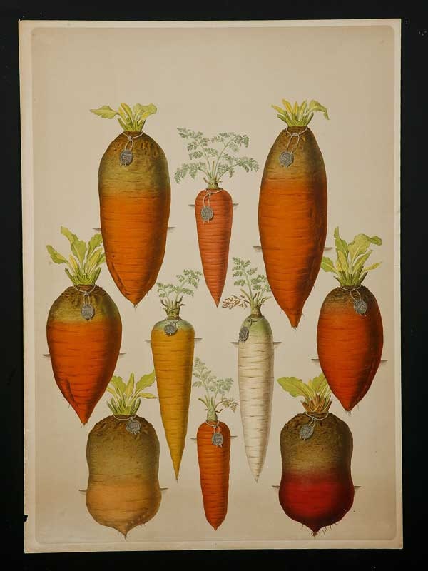 Antique vintage carrot gravure, botanical science print, original