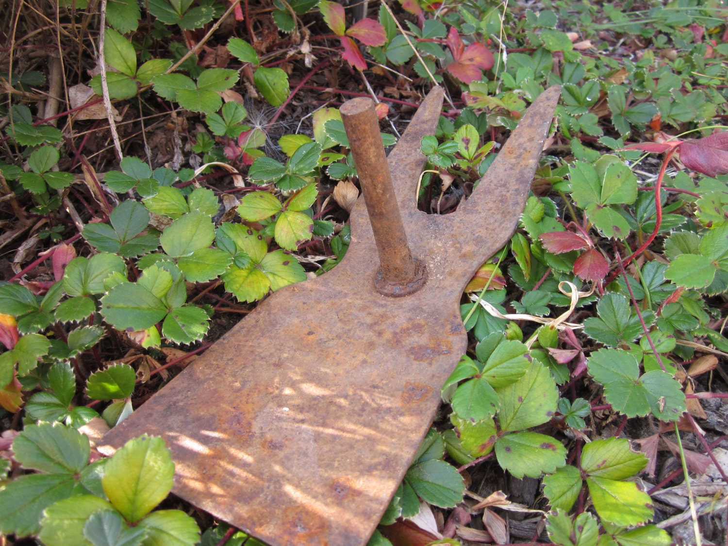 Rusty pick hoe farm tool head