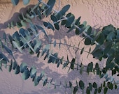 EUCALYPTUS GUNNII Leaves HERB Branches Organic Sprigs Organic Branches Marsupials Scent Craft Bouquets Soaps Lotions