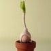Baby Sprout felt ornament / Set of three