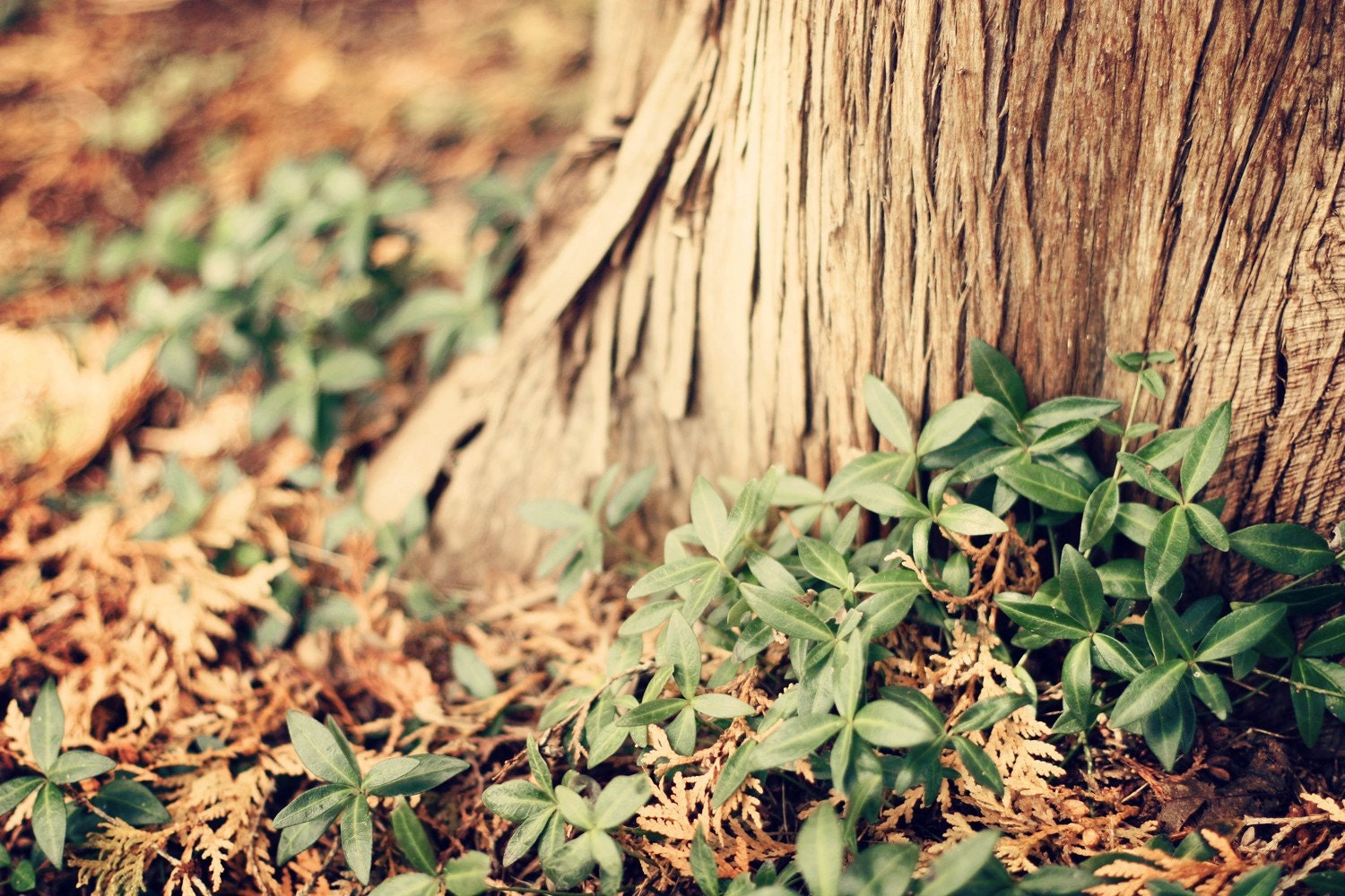 In The Woods - Fine Art Nature Photography, woods, forest, home decor
