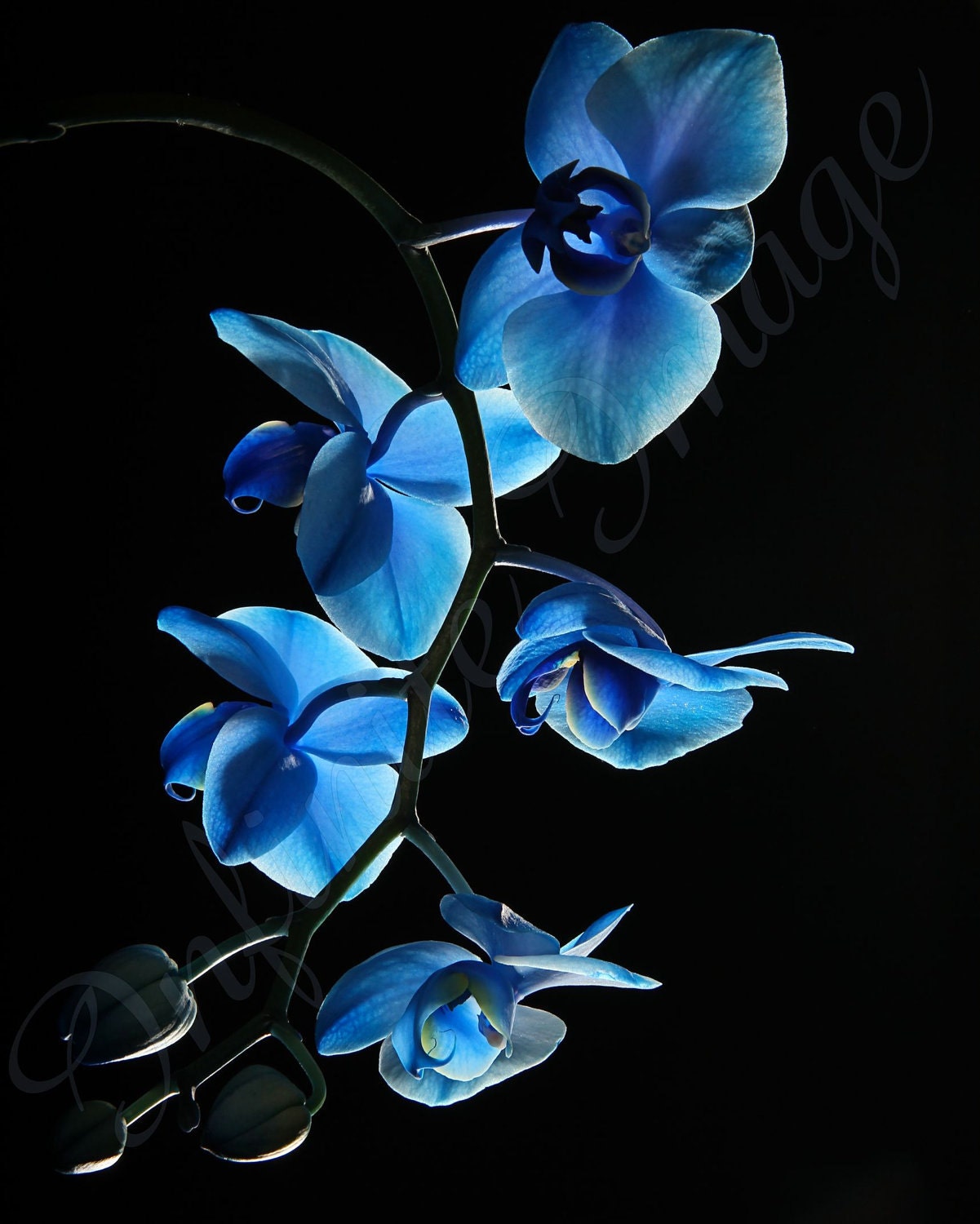 Blue Mystic Orchid