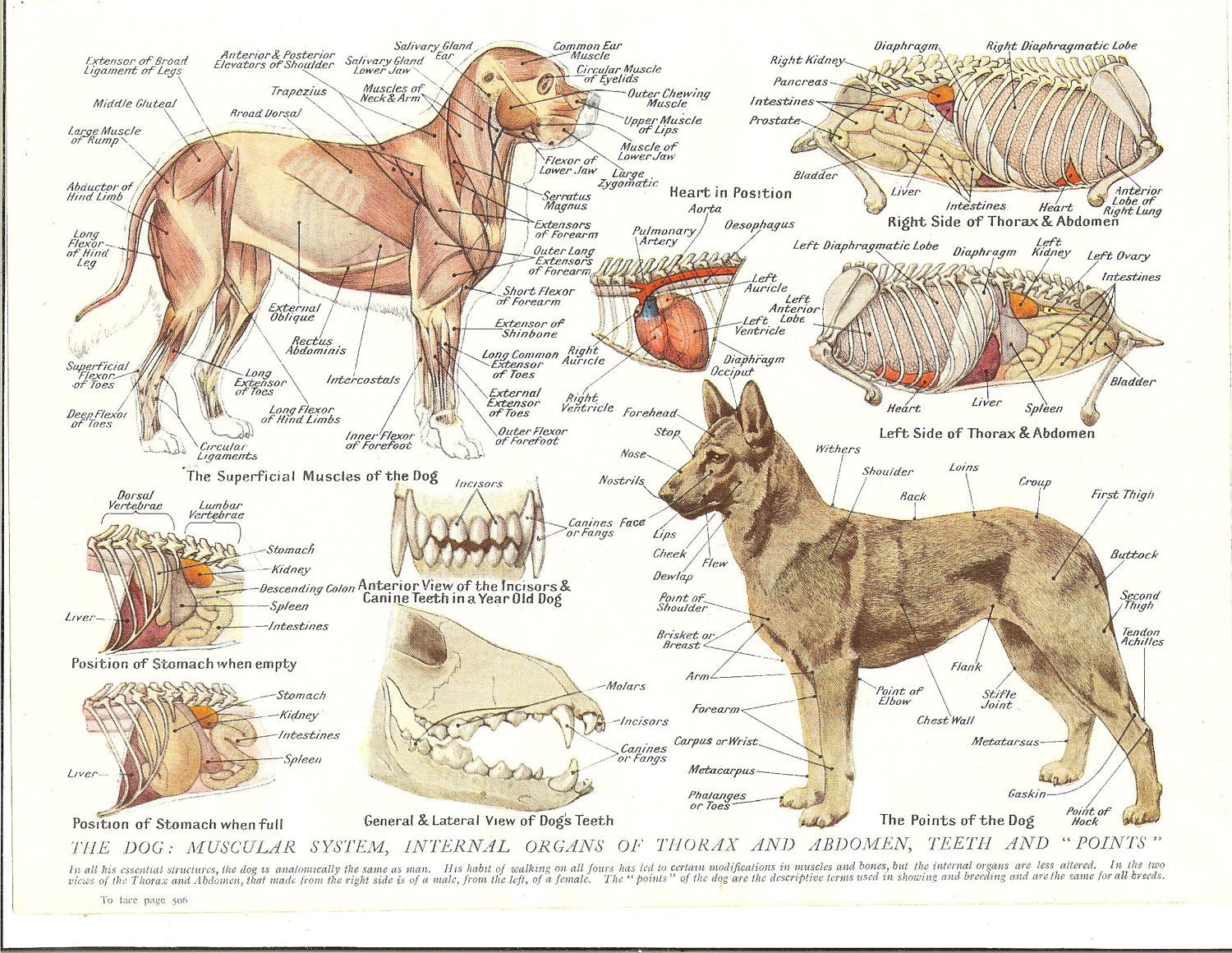 Dog Muscular Anatomy
