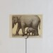 Vintage Vatagin (Elephants) Print - 1961. Soviet Artist