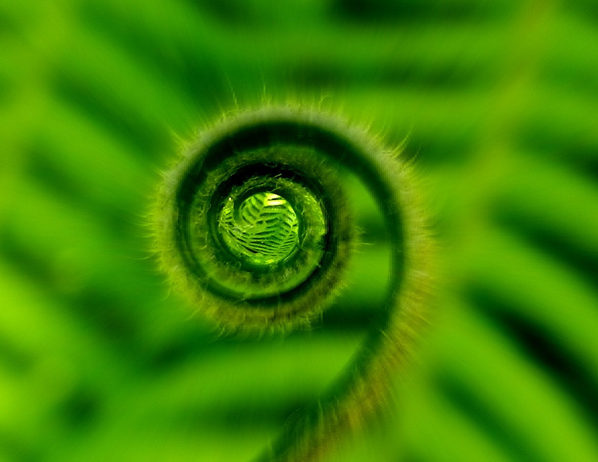 Tiny Curls / Photography Macro