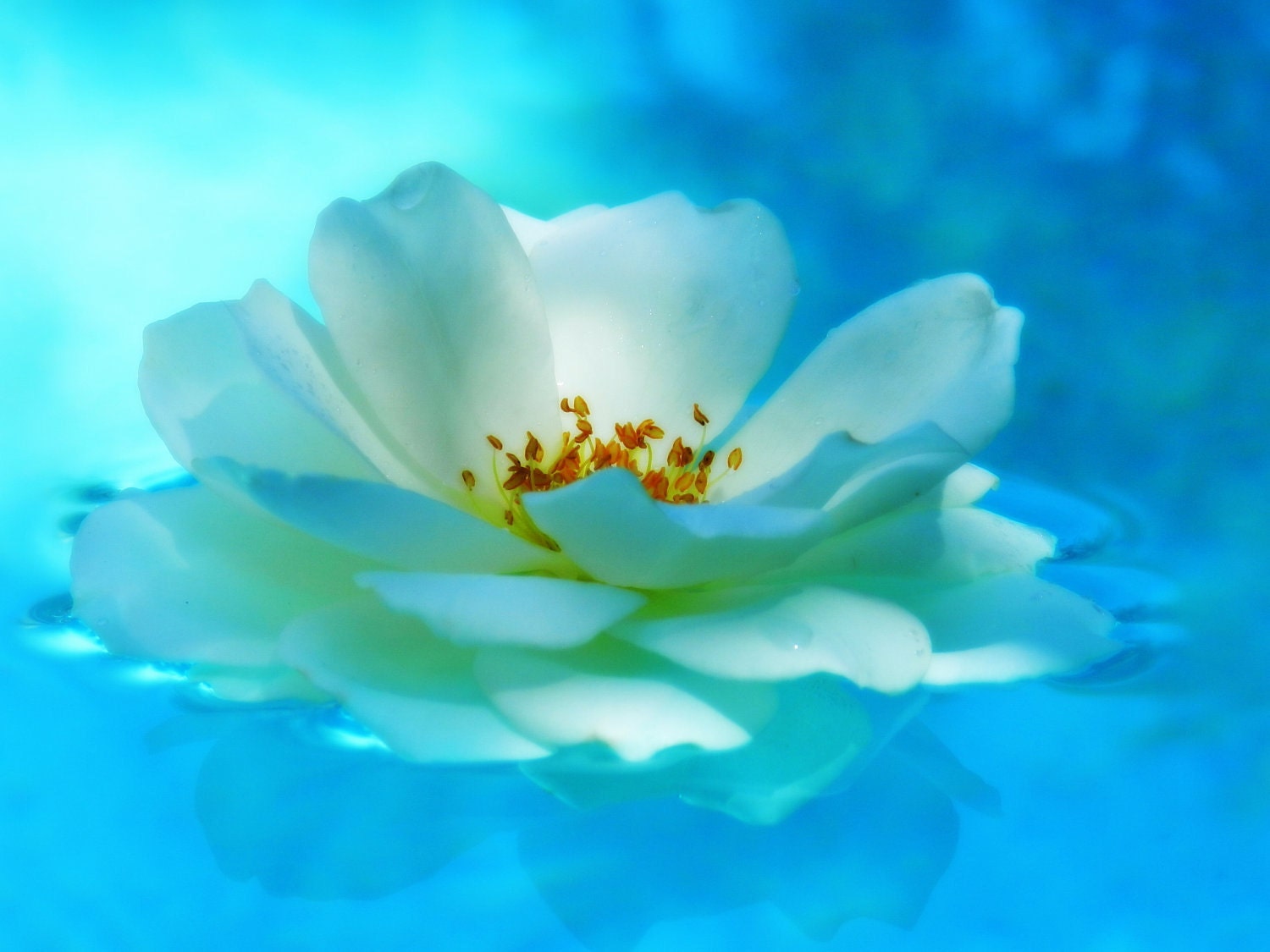 Dreaming Rose / Photography