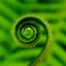 Tiny Curls / Photography Macro