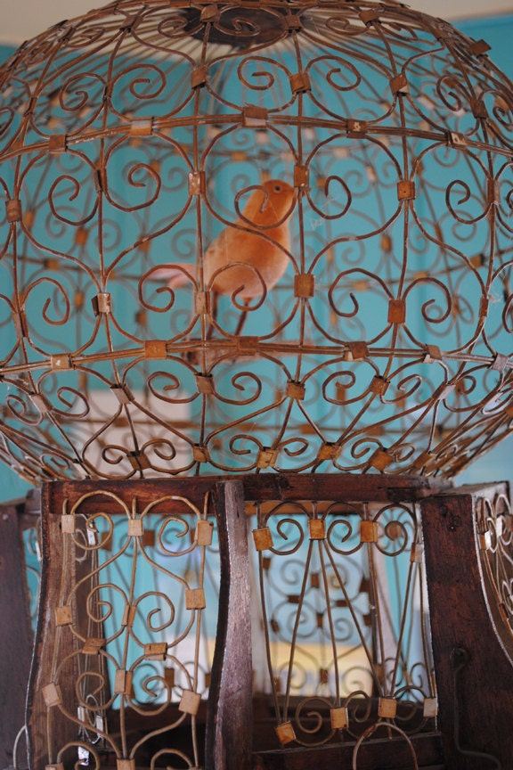 Orange bird in a rusty cage, turquoise blue background, original signed Fine Art photo giclee print, 8" x 12" (affordable home decor)