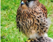 Kestrel - Bird photography - Photography print - 8" x 10" - Nature photography - Animal photography - Home Decor - Wall art - Art print