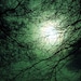 Light seen through dark branches, original signed Fine Art photo giclee print - Photography print - 8" x 10" - Art print - Wall art
