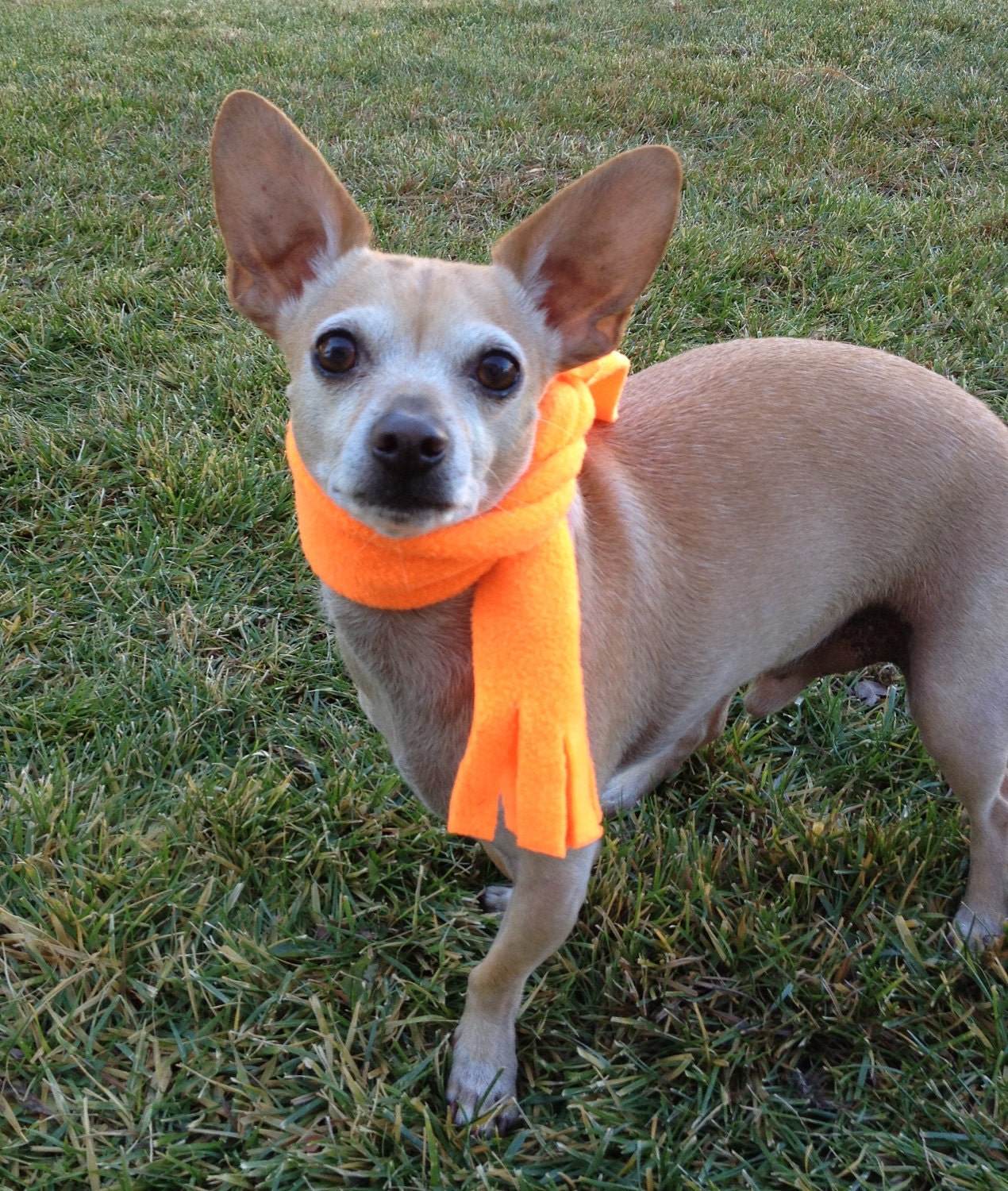 Custom Hunters Orange Safety Dog Scarf