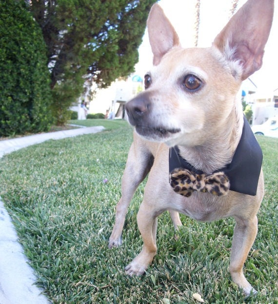 Cheetah Print Custom Made Interchangeable Dog Bow Tie & Collar Set