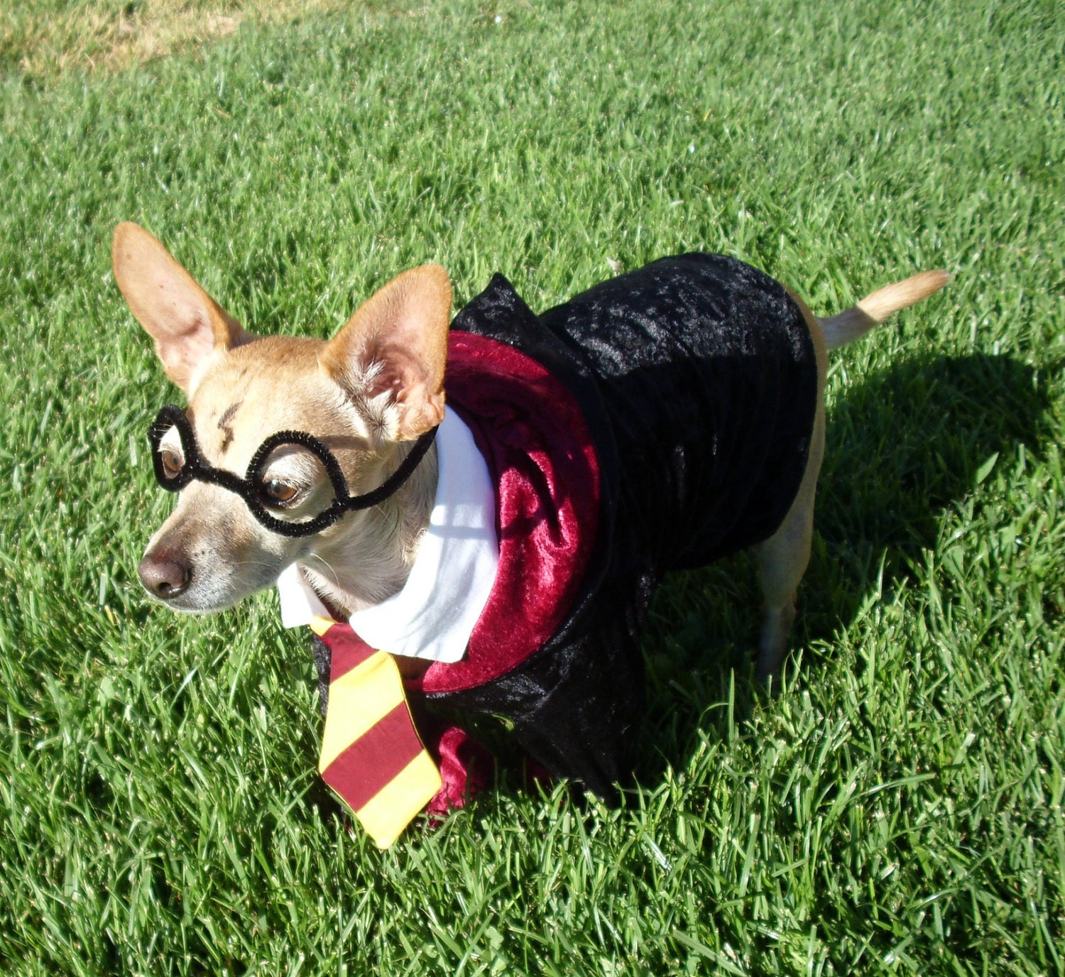 Harry Pawter Dog Costume ALL SIZES AVAILABLE