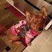Pink Mossy Oak Camouflage Dog Hoodie