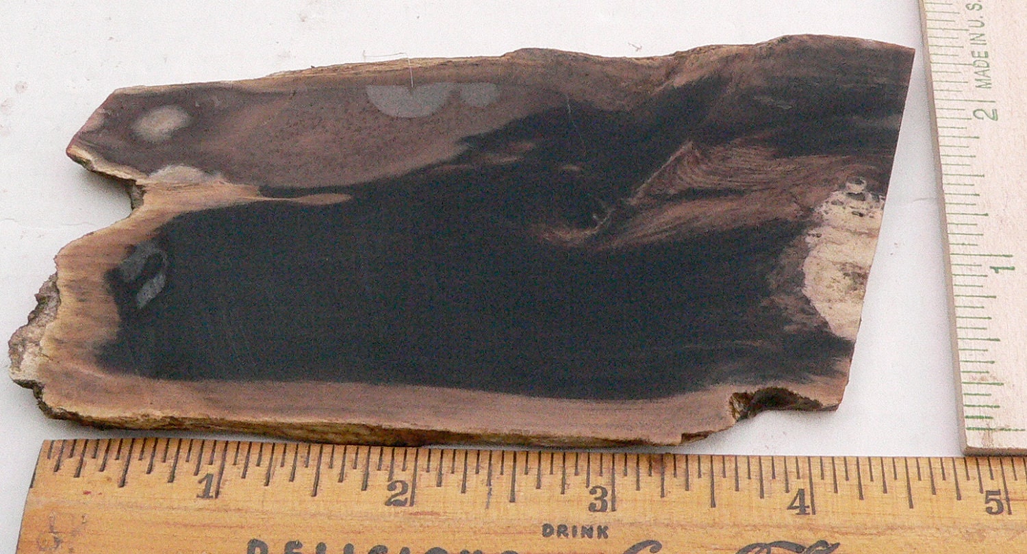 Petrified wood 'horse head' rock slice