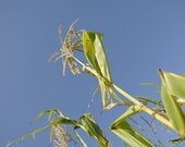 Heirloom Hickory King Corn GRITS