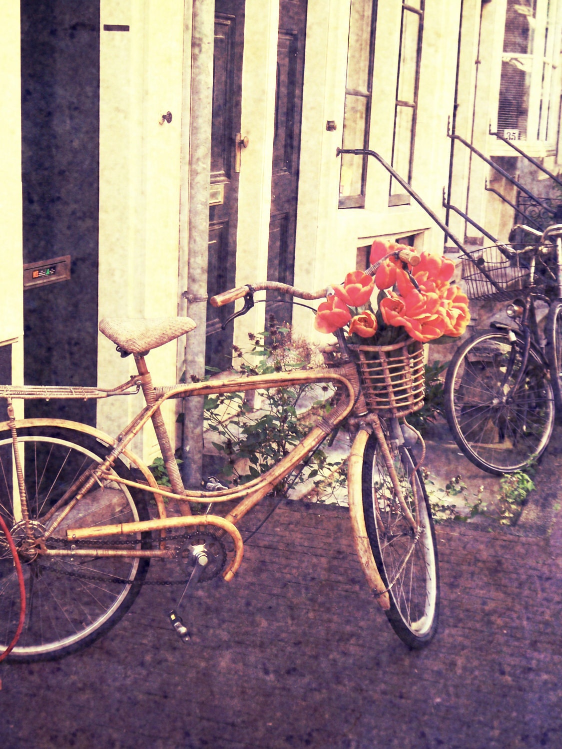 Bicycle, Bicycle - Rustic Autumn Decor, Bicycle with Orange Tulips in Amsterdam, The Netherlands, Fine Art Photography 8x10" Matte Print