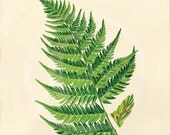 Antique Fern Art Print - 5x7 - Athyrium filix femina