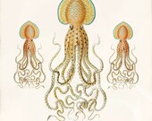 Antique Octopus Art Print - 5 x 7 - Pinnoctopus Cordiformis