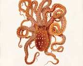 Antique Octopus Art Print - 8 x 10 - Octopus macropus