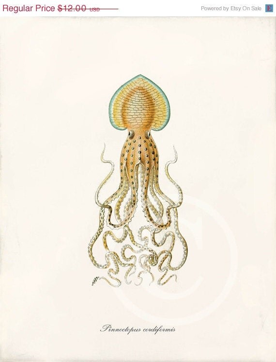 Summer Sale Antique Octopus Art Print - 8 x 10 - Pinnoctopus Cordiformis A
