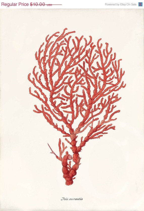 Summer Sale Coral Art Print - 5 x 7 - Natural History - Isis Aurantia
