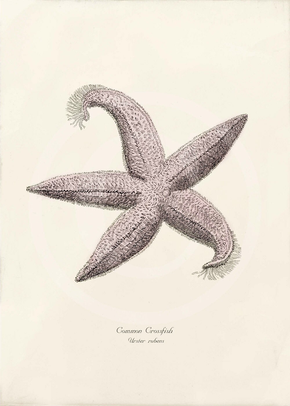 sea star art