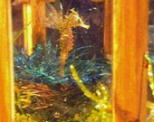 Butterfly dragon youth in house