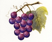 Grapes Fruit Watercolor Painting, 6x6 Art Print from Original Artwork 'Fresh Grapes' Still Life by Vickie Sue Cheek
