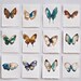 turquoise blue and green butterfly with white wing 5x7"