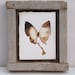 turquoise blue and green butterfly with white wing 5x7"