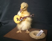 Taxidermy duckling Mr Busker