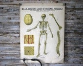 Anatomy and Physiology Charts - W. & A.K. Johnston - Set of 8 - jerseyicecreamco