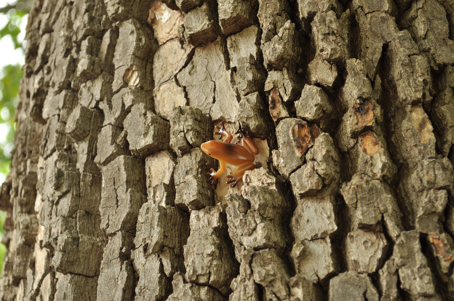 Tree Frog Geocache - Brown