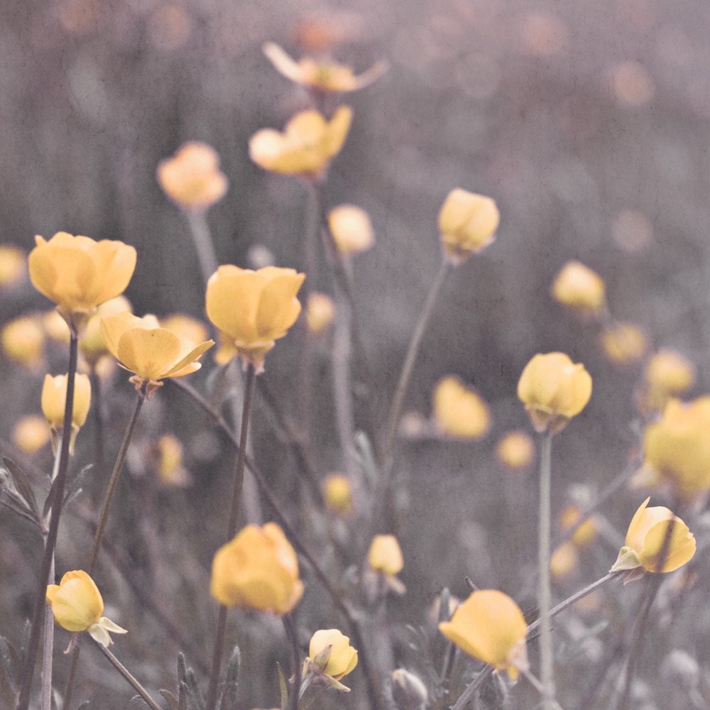 Flower Art Print Dreamy Romantic Flowers Photograph Yellow Buttercups Flowers