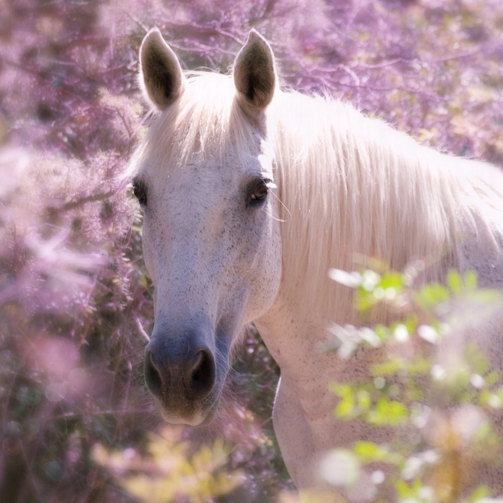 Horse Art Print Romantic Dreamy Lilac Purple Woodland Forest Horse Photograph