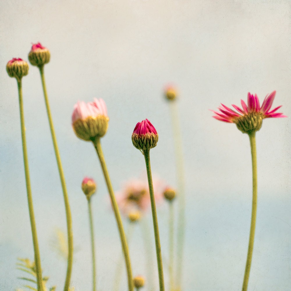 Flower Photograph Nature Photo Macro Flower Buds Photograph - Simplicity